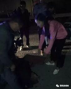 砀山官庄吃瓜事件视频曝光,视频曝光揭示惊人真相