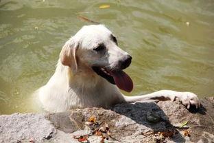 流浪狗可以吃哈密瓜吗视频,哈密瓜，狗狗的夏日美味？