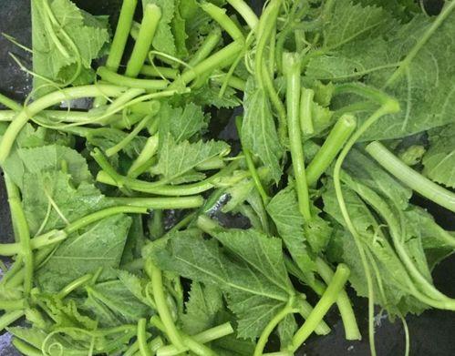 夏日吃瓜视频模板幼儿园,夏日幼儿园欢乐“吃瓜”时光