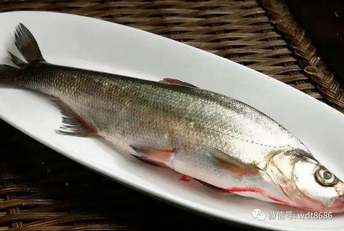 网红吃八瓜鱼视频大全,视频大全揭秘美食新潮流