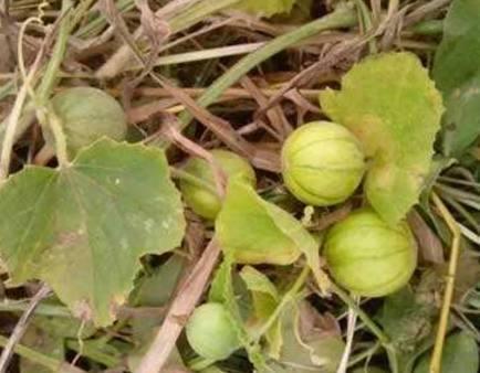 吃马泡瓜视频大全集,视频大全集精彩回顾