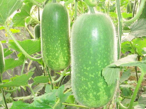 吃瓜撑肚子视频大全