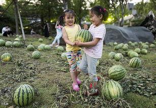 河北美院 吃瓜视频,揭秘校园生活幕后趣闻