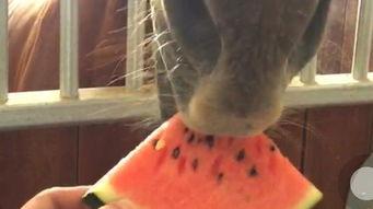 马妞吃瓜最新视频,揭秘娱乐圈幕后真相